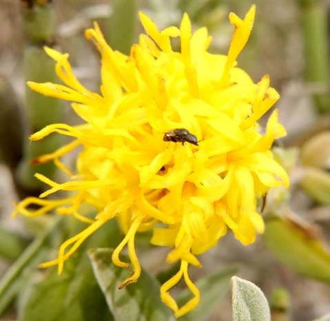 Pteronia onobromoides flowerhead