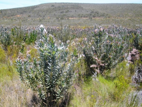 Protea coronata in a dense stand near Greyton