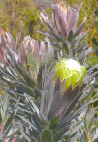 Protea coronata showing colours