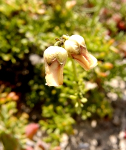 Hermannia succulent species flowers