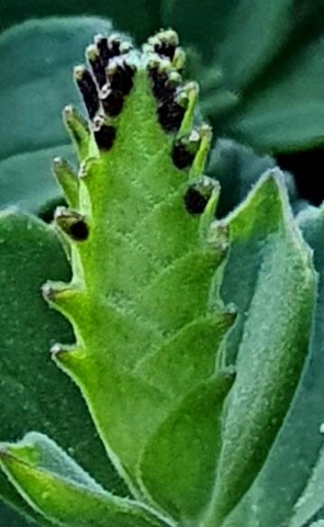 Coleus neochilus green bud stage