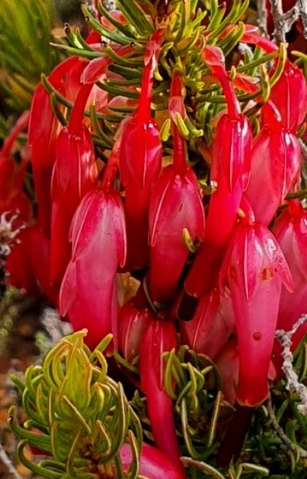 Erica plukenetii in stunning colour