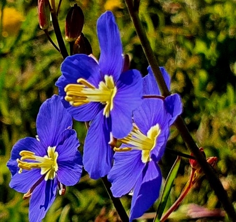 Heliophila africana taking blue to another level
