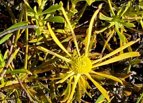 Leucadendron salignum male cone involucral leaves