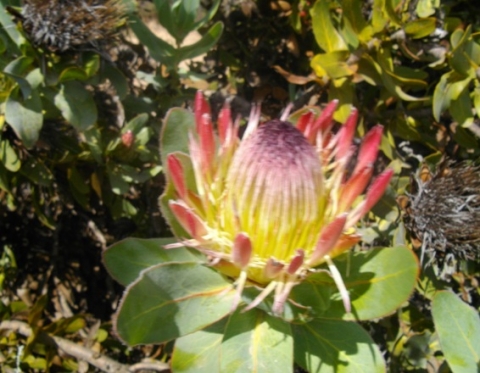 Protea eximia flowerhead at Salmondsdam