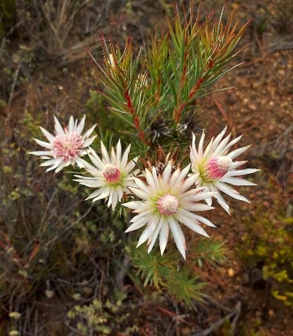 Protea mucronifolia floral stages