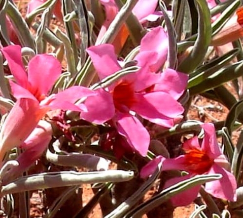 Adenium oleifolium flowers