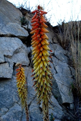 Aloe petricola bicoloured inflorescence