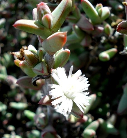 Antimima paripetala flower