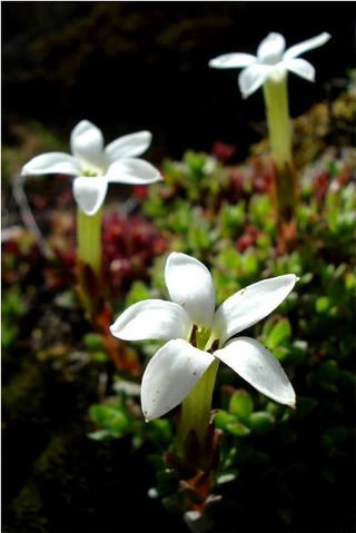 Crassula obtusa flowers