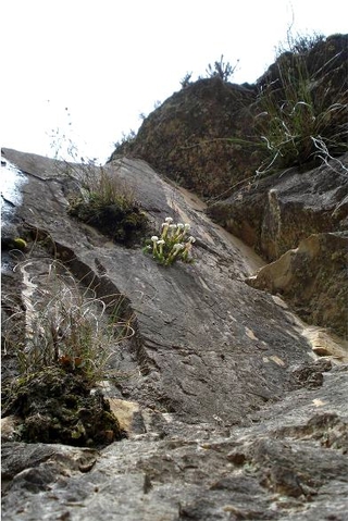 Crassula obtusa climbing rock