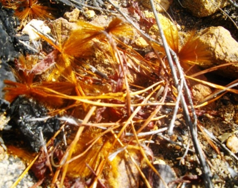 Protea seeds