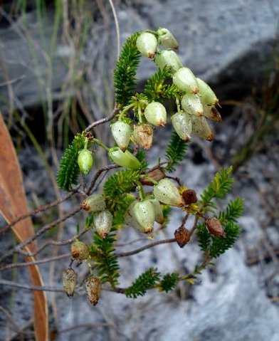 Erica urna-viridis leaves