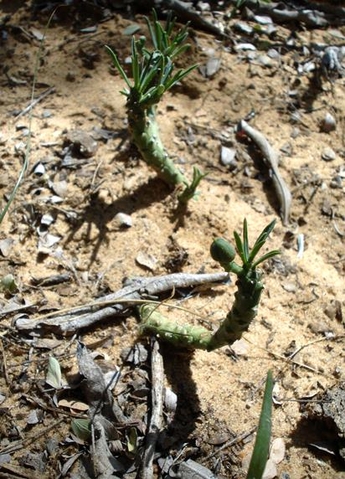 Euphorbia duseimata fruiting in Limpopo