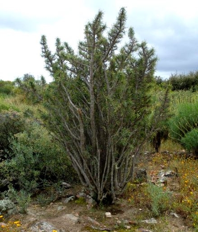 Euphorbia loricata may reach 1,5 m in height