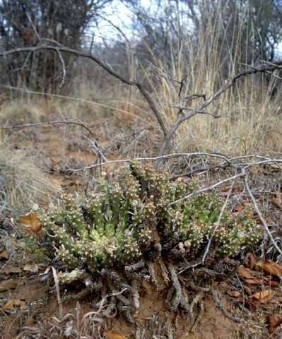 Euphorbia maleolens
