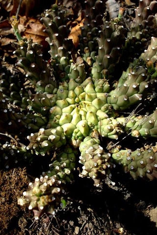Euphorbia maleolens central crown
