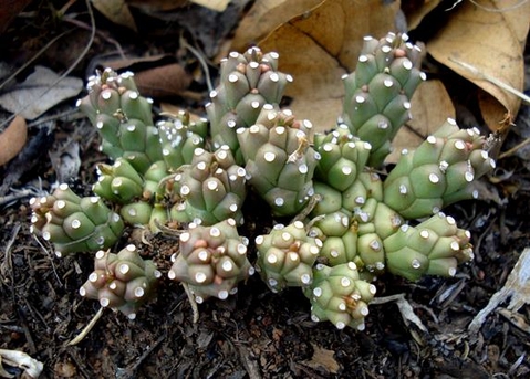 Euphorbia maleolens splitting