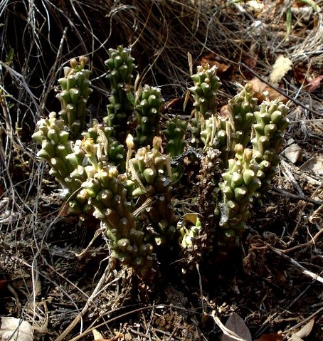 Euphorbia maleolens leaves on their last legs