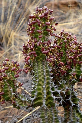 Euphorbia perangusta flowers and fruits