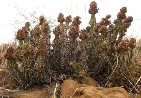 Euphorbia perangusta in marching formation