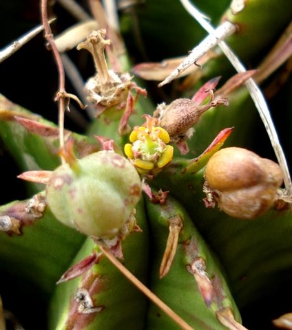Euphorbia pulvinata flowers and fruits