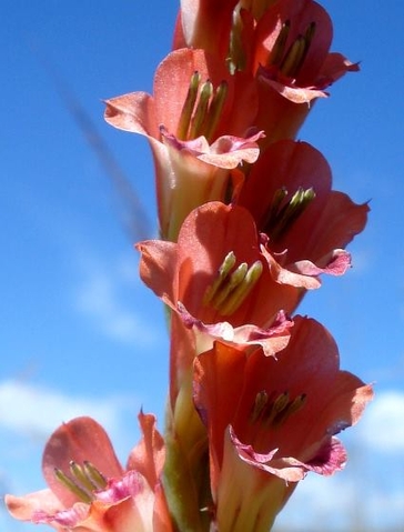 Gladiolus crassifolius anthers