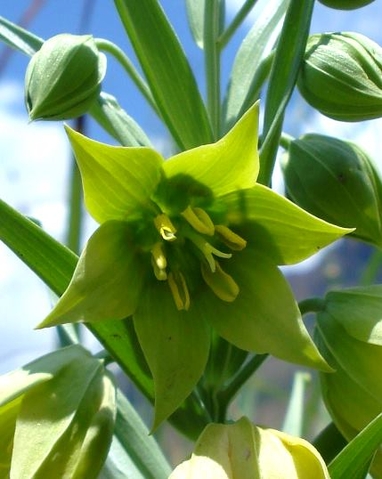 Gloriosa rigidifolia flower