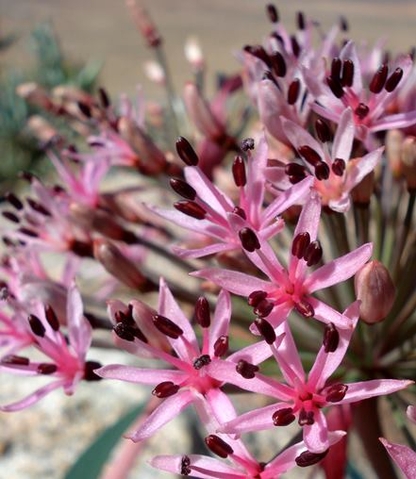 Hessea breviflora flowers