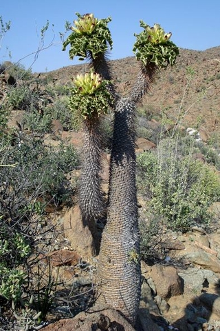 Pachypodium namaquanum flowering at every stem-tip