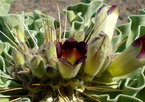 Pachypodium namaquanum flowers developing