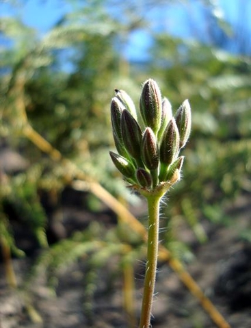 Pelargonium bowkeri buds