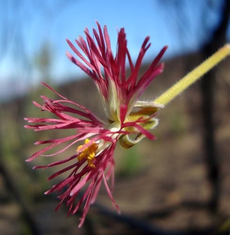 Pelargonium bowkeri flower
