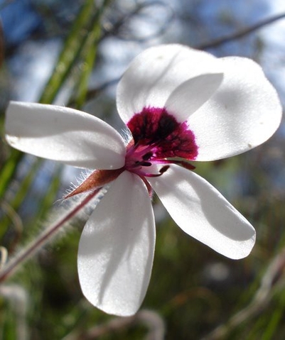 Pelargonium tricolor flower