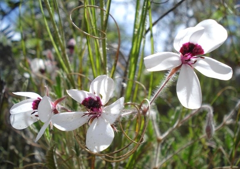 Pelargonium tricolor inflorescence