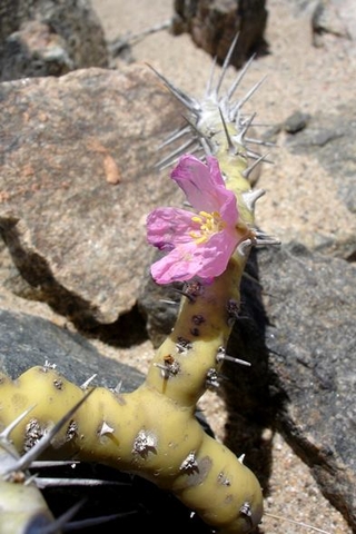 Monsonia patersonii flowers and spines