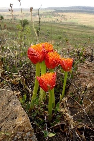 Scadoxus puniceus on an arid plain