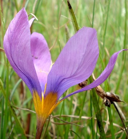 Syringodea bifucata flower profile