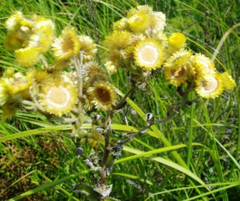 Helichrysum foetidum clusters of disciform flowerheads
