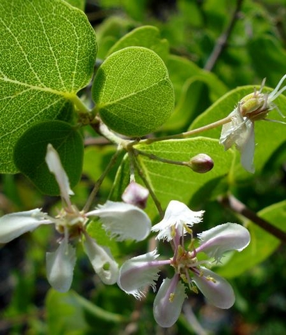 Triaspis glaucophylla leaves
