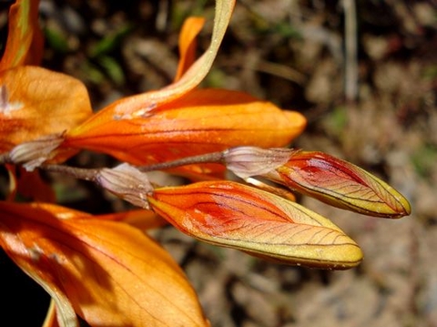 Tritonia securigera subsp. securigera buds