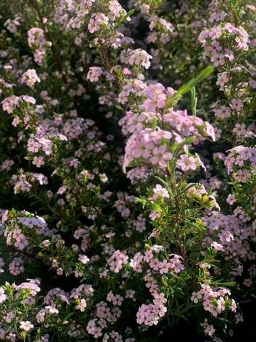 Coleonema pulchellum flowering well