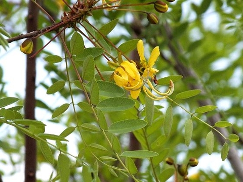 Cassia abbreviata subsp. beareana flowers