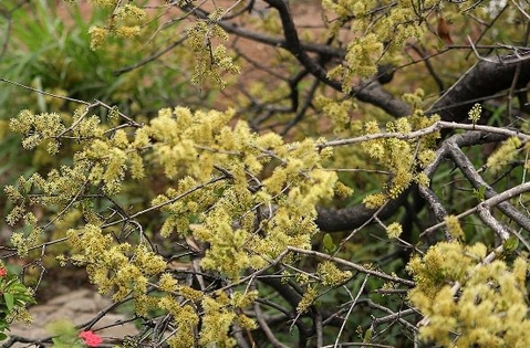 Combretum apiculatum subsp. apiculatum in bloom