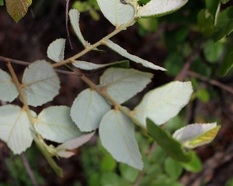 Grewia rogersii leaves from below