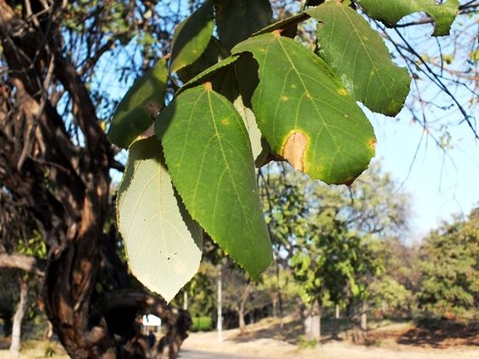 Grewia hexamita leaves