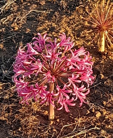 Brunsvigia bosmaniae umbel pink