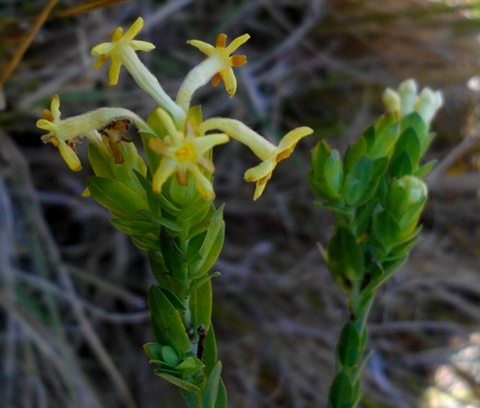 Gnidia oppositifolia flowers