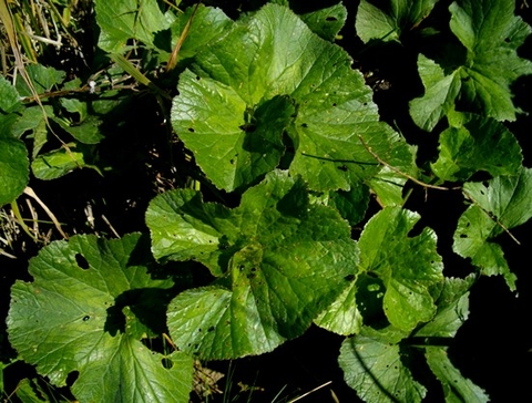 Gunnera perpensa leaf veins