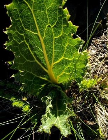Lichtensteinia lacera leaves